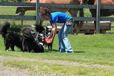 border collie frisbee